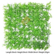 Hygrophila Roraima Aquarium Background